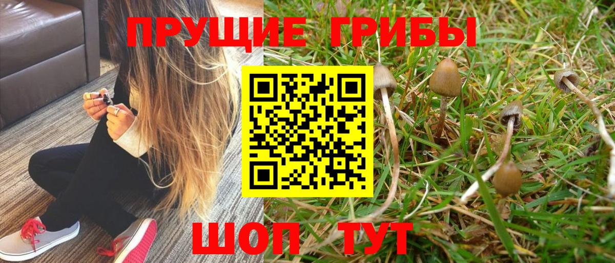 Галлюциногенные грибы Psilocybe  Галлюциногенные грибы прущие грибы  Вологда  Вход с VPN 